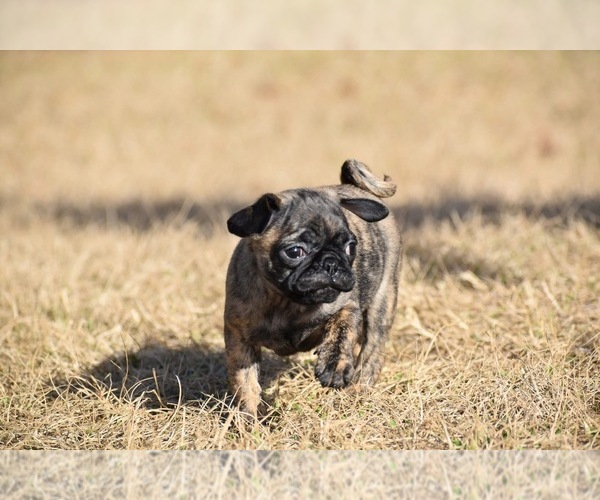 Medium Photo #5 Pug Puppy For Sale in PALM COAST, FL, USA