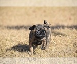 Small #4 Pug