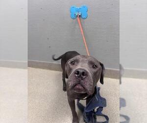 Mutt Dogs for adoption in Las Vegas, NV, USA