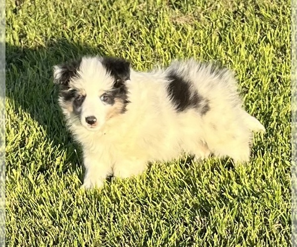 Medium Photo #22 Shetland Sheepdog Puppy For Sale in FORT MORGAN, CO, USA