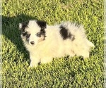 Small #21 Shetland Sheepdog