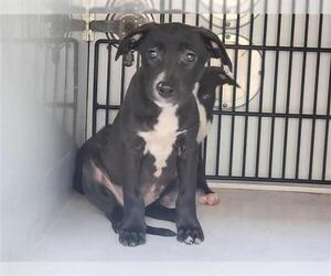 Staffordshire Bull Terrier-Unknown Mix Dogs for adoption in Houston, TX, USA