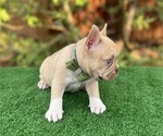 Small #3 French Bulldog