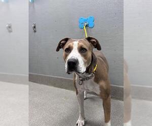Mutt Dogs for adoption in Las Vegas, NV, USA