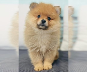 Pomeranian Puppy for sale in CINCINNATI, OH, USA