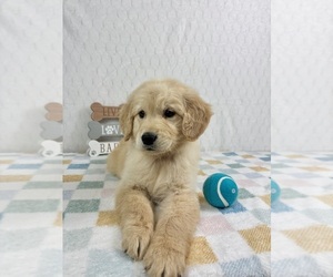 Golden Retriever Puppy for sale in INDIANAPOLIS, IN, USA