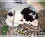 Puppy 4 Bernedoodle-Sheepadoodle Mix