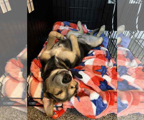 Medium Photo #4 Mutt Puppy For Sale in Coralville, IA, USA