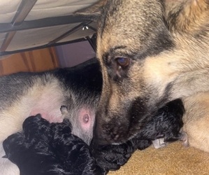 Mother of the German Shepherd Dog puppies born on 06/03/2022