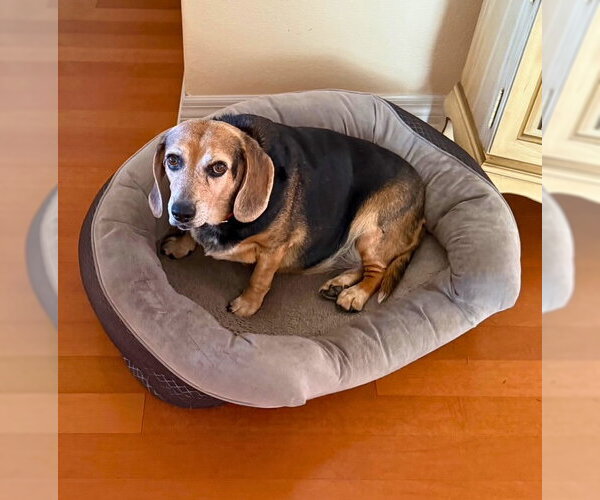 Medium Photo #5 Beagle Puppy For Sale in Dunnellon, FL, USA