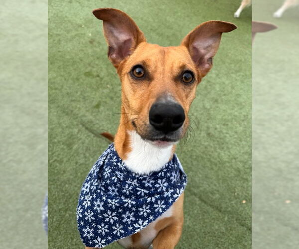 Medium Photo #2 Carolina Dog-Unknown Mix Puppy For Sale in Amarillo, TX, USA