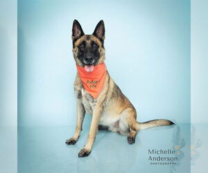 German Shepherd Dog Dogs for adoption in Corona, CA, USA