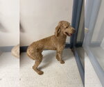 Small #1 Goldendoodle
