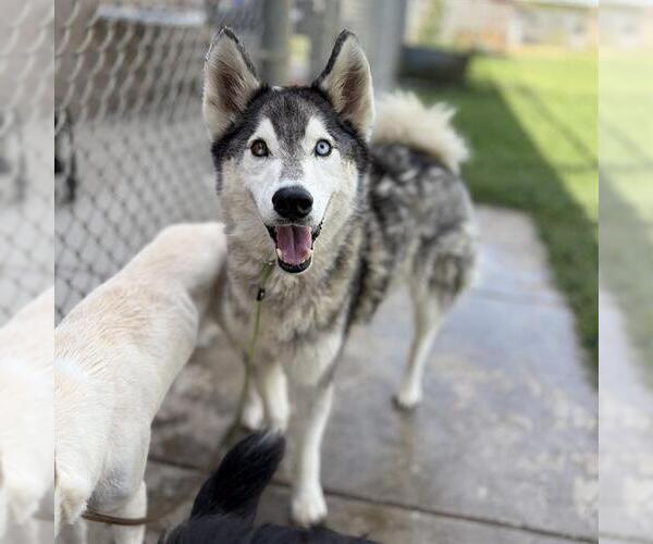 Medium Photo #1 Siberian Husky Puppy For Sale in Modesto, CA, USA