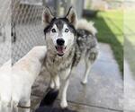 Small Siberian Husky