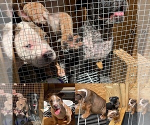 American Bully Puppy for sale in DOUGLASVILLE, GA, USA