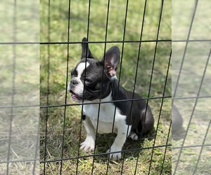 French Bulldog Puppy for Sale in KANSAS CITY, Missouri USA