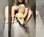 Small #2 Coonhound Mix