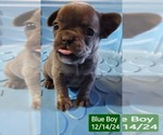 Puppy Blue Girl French Bulldog