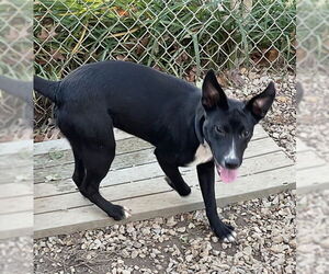 Finch - Male Mutt Dog for Adoption - Photo #2