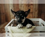 Puppy Georgie Gerberian Shepsky