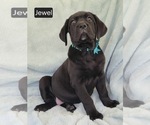 Small #2 Cane Corso