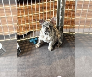 French Bulldog Puppy for sale in YOUNGSTOWN, OH, USA