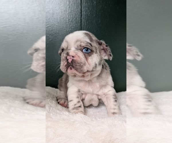 Medium Photo #11 French Bulldog Puppy For Sale in GOSHEN, IN, USA