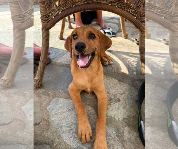 Medium Photo #8 Redbone Coonhound-Unknown Mix Puppy For Sale in pomfret, CT, USA