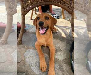 TOMMY LEE - Male Redbone Coonhound-Unknown Mix Dog for Adoption - Photo #8