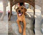 Small #7 Redbone Coonhound Mix