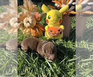 Labrador Retriever Puppy for sale in NEOLA, WV, USA