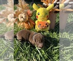Image preview for Ad Listing. Nickname: AKC Labs