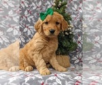 Small Photo #2 Golden Retriever Puppy For Sale in NOTTINGHAM, PA, USA