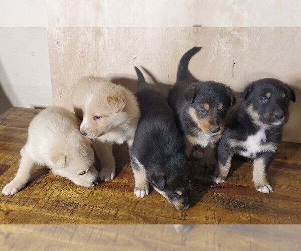 Medium Photo #9 English Shepherd-German Shepherd Dog Mix Puppy For Sale in ETNA GREEN, IN, USA