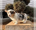 Small #2 Pembroke Welsh Corgi
