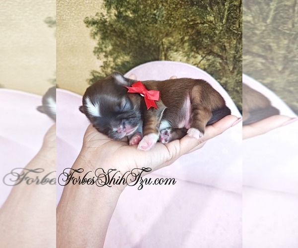 Medium Photo #2 Shih Tzu Puppy For Sale in OCALA, FL, USA