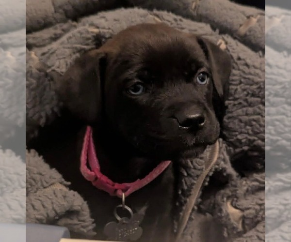 Medium Photo #4 Mutt Puppy For Sale in Holly Springs, NC, USA