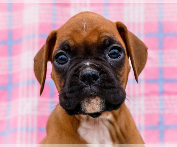Medium Photo #2 Boxer Puppy For Sale in WAKARUSA, IN, USA