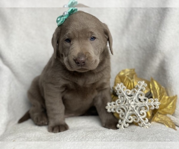 Medium Photo #1 Labrador Retriever Puppy For Sale in CEDAR LANE, PA, USA