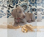 Small #2 Weimaraner