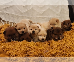 Chow Chow Puppy for Sale in ARLINGTON, Texas USA