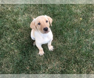 Labrador Retriever Puppy for sale in SACRED HEART, MN, USA