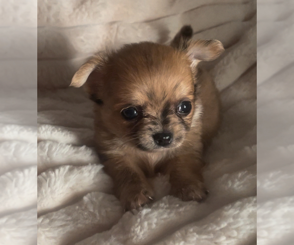 Medium Photo #10 Chihuahua Puppy For Sale in ADAMSVILLE, TN, USA