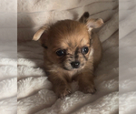 Small #9 Chihuahua