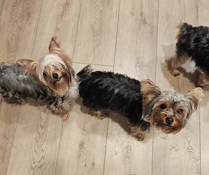 Father of the Yorkshire Terrier puppies born on 06/12/2026