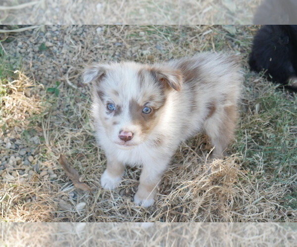 Medium Photo #1 Australian Shepherd Puppy For Sale in FLAT ROCK, IL, USA