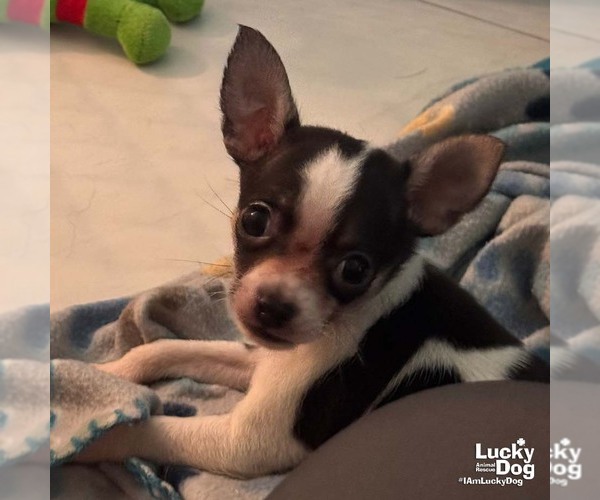 Medium Photo #1 Chihuahua-Unknown Mix Puppy For Sale in Washington, DC, USA