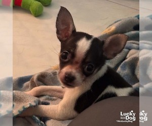 Chihuahua-Unknown Mix Dogs for adoption in Washington, DC, USA