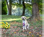 Small #8 German Shepherd Dog Mix